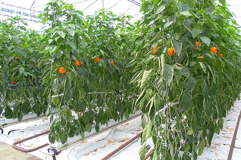 выращивание перца в теплице