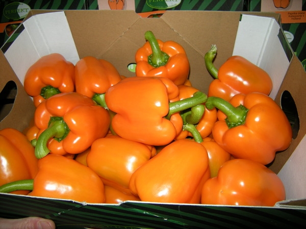 выращивание перца в теплице из поликарбоната