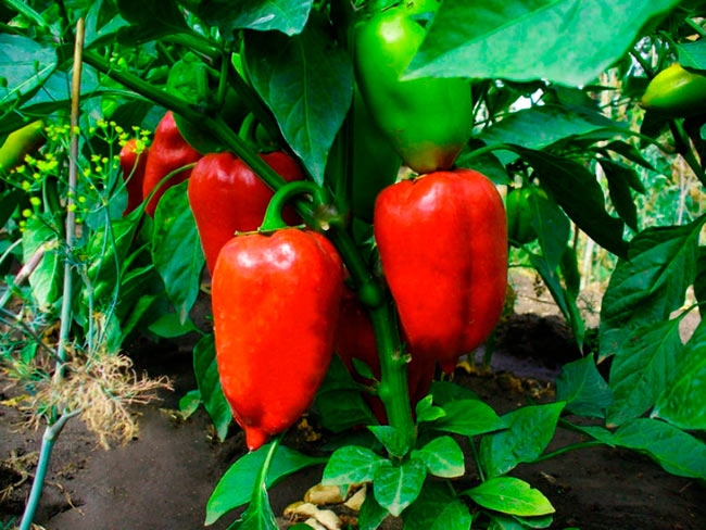 выращивание перца в теплице из поликарбоната