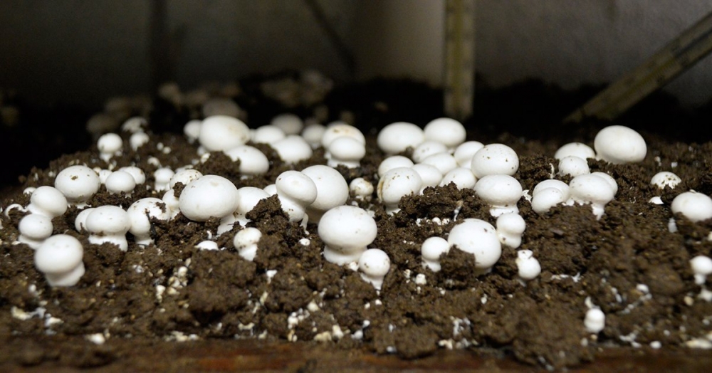 оборудование для выращивания шампиньонов