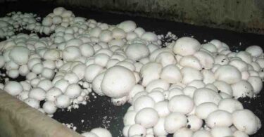 выращивания шампиньонов в домашних условиях