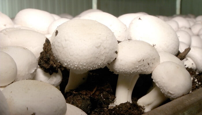 как вырастить шампиньоны в домашних условиях пошагово