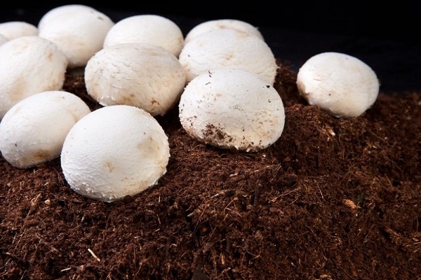 оборудование для выращивания шампиньонов