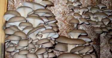 вырастить вешенки в домашних условиях