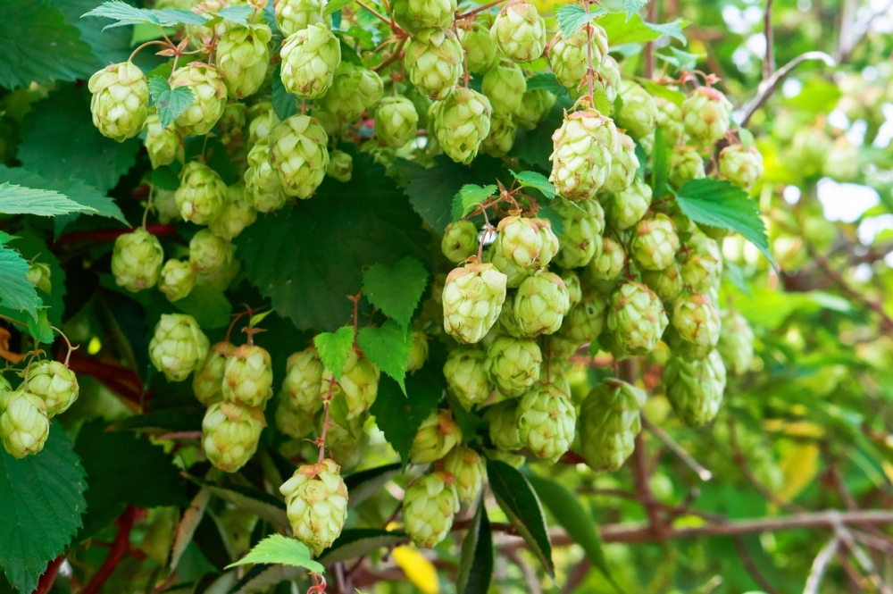 выращивание хмеля