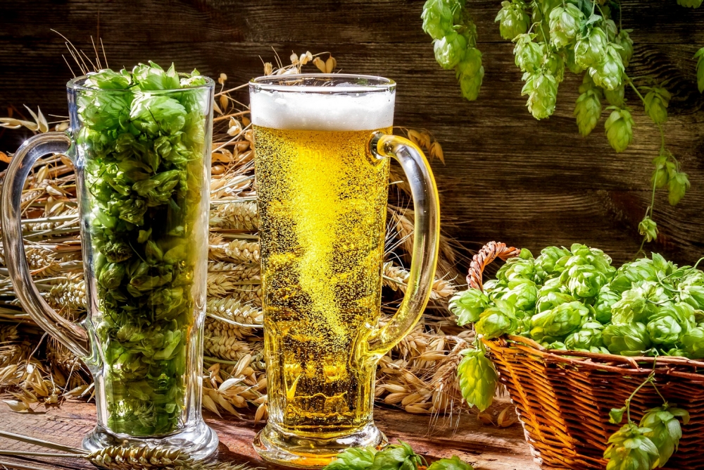 семена хмеля