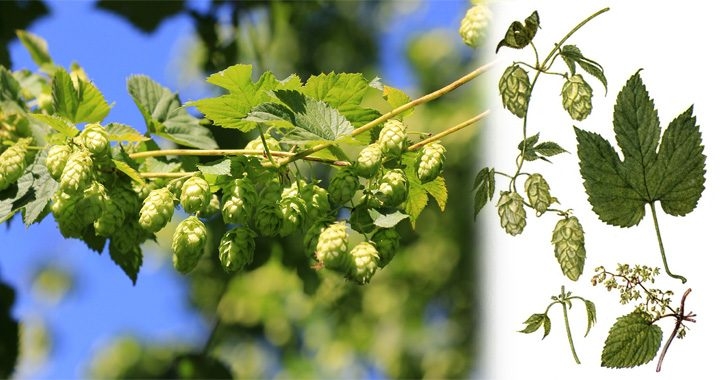 хмель растения из семейства коноплевых