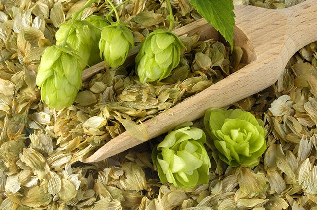 выращивание хмеля