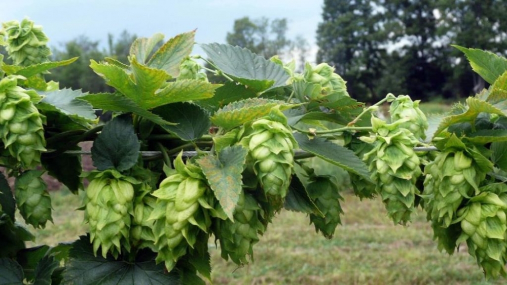 хмель растения из семейства коноплевых