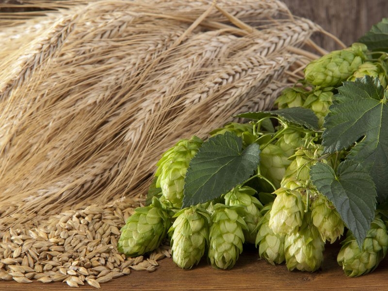 выращивание хмеля