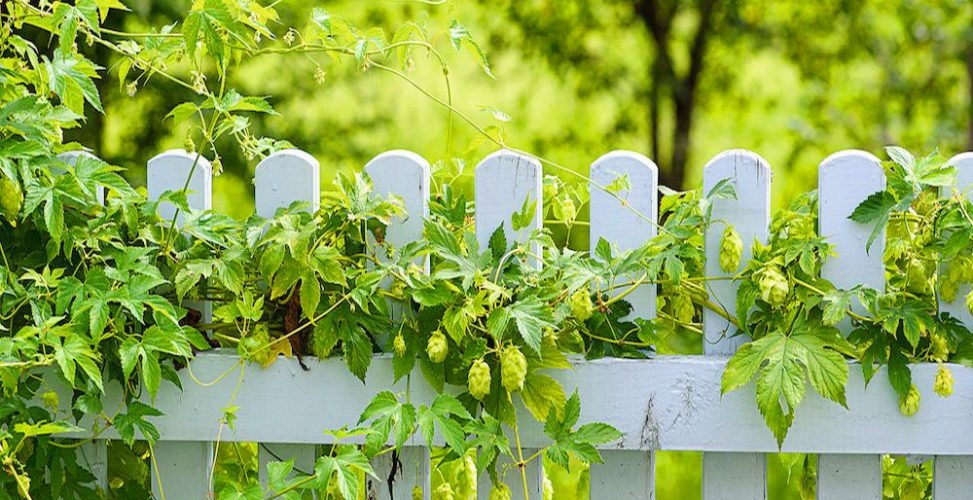 семена хмеля