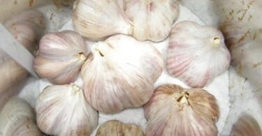 сохранить чеснок зимой