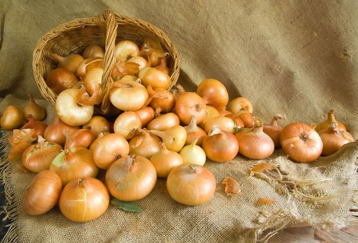 условия хранения лука репчатого