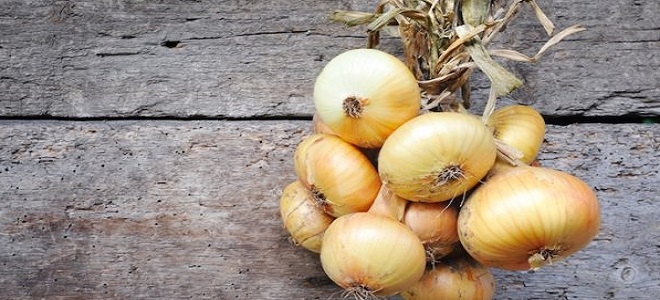 при какой температуре замерзает лук