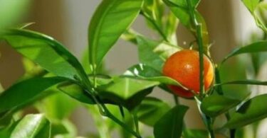 вырастить хурму из косточки