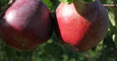 яблони айдаред