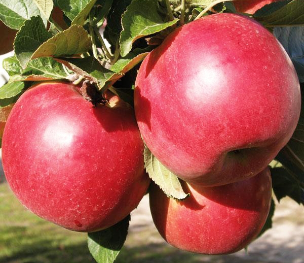 сорт яблок айдаред