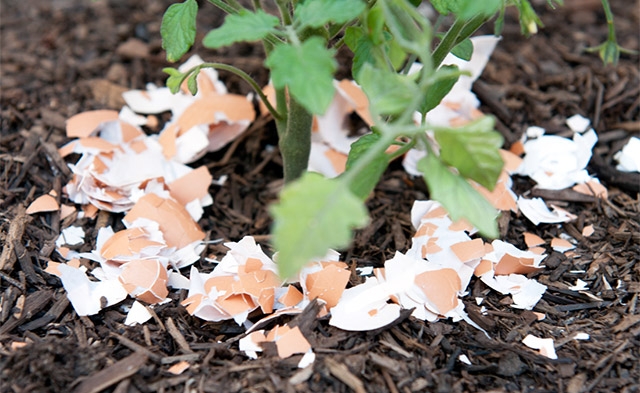 скорлупа яиц как удобрение для каких растений