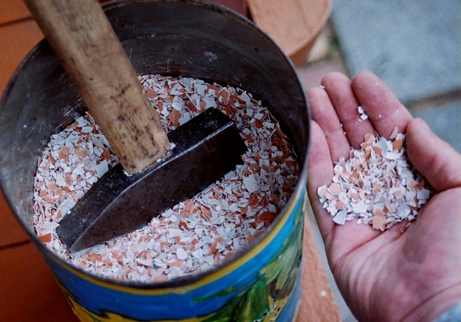 яичная скорлупа для огорода или сада применение