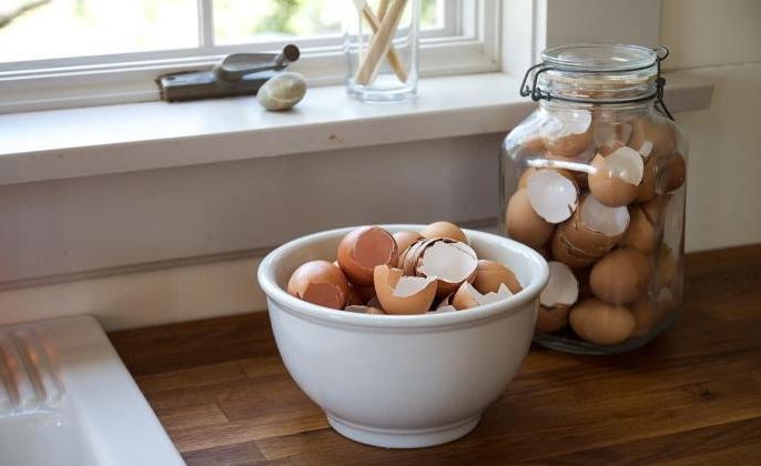 скорлупа яиц как удобрение для каких растений