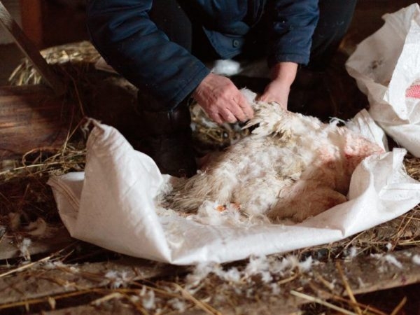 забой гусей в домашних условиях видео