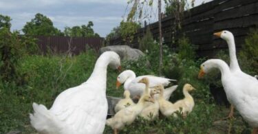 резать гусей в домашних условиях