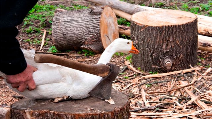 забой гусей в домашних условиях видео