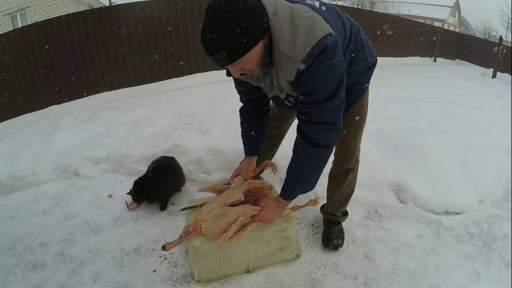 забой гусей в домашних условиях видео