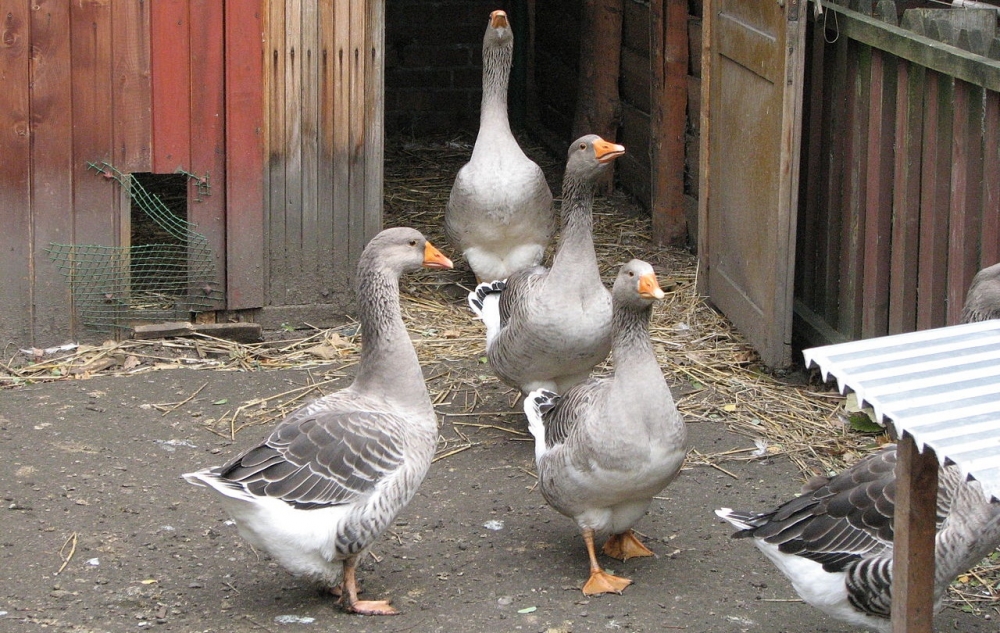 зарезать гуся