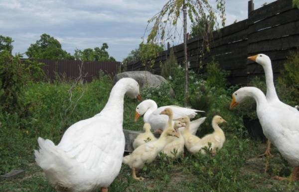 зарезать гуся