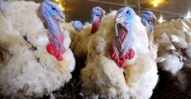 Убой индюков в домашних условиях