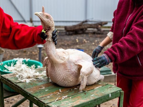 убой индюков в домашних условиях