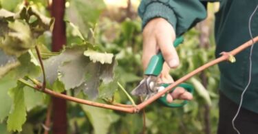 сохранить виноградную лозу зимой