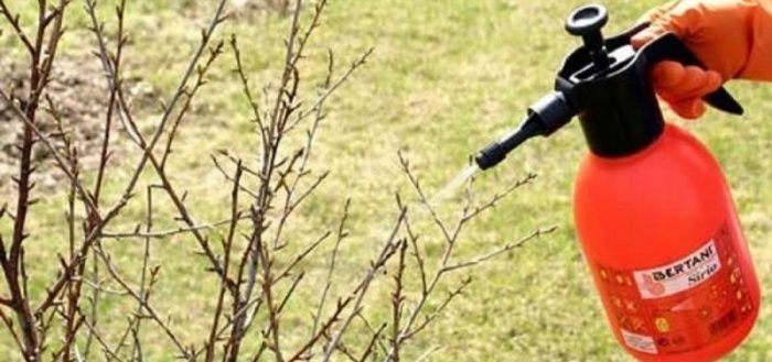 опрыскивание деревьев осенью железным купоросом