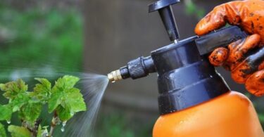 Обработка плодовых деревьев железным купоросом осенью