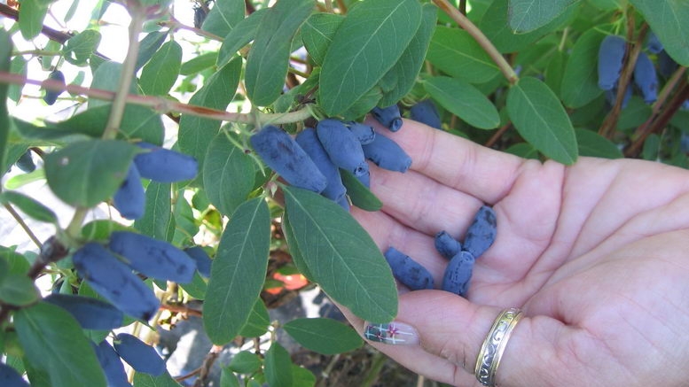 жимолость посадка осенью