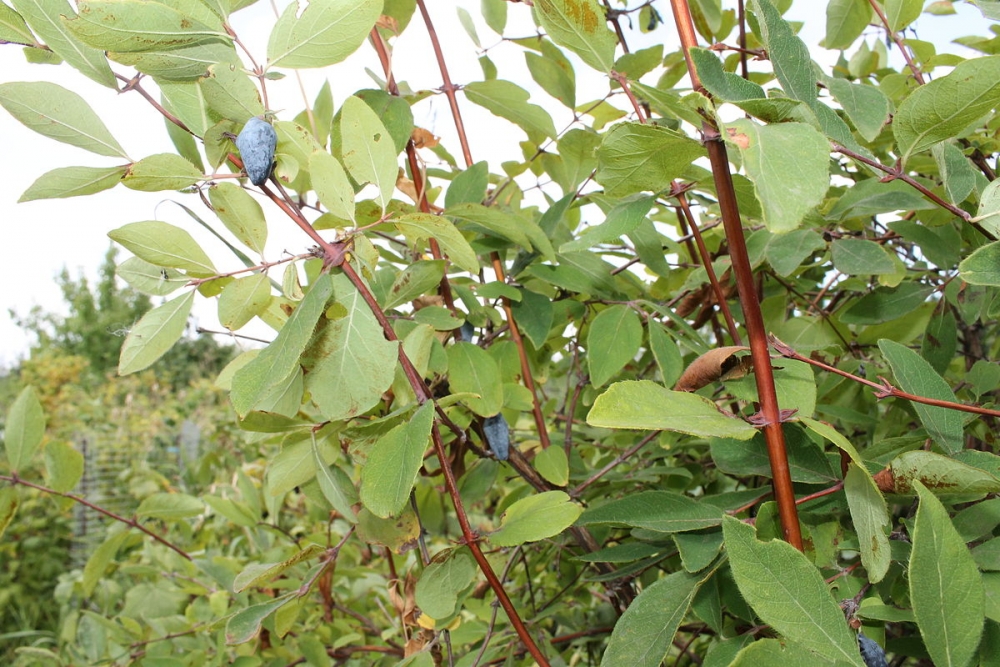 жимолость съедобная посадка и уход размножение