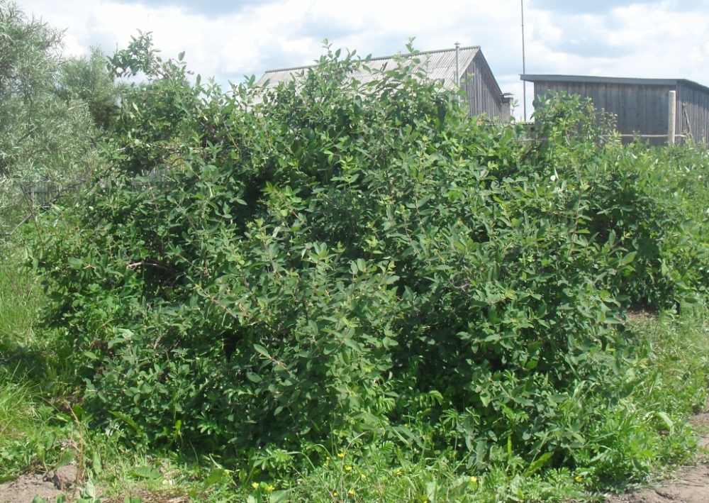 выращивание жимолости съедобной