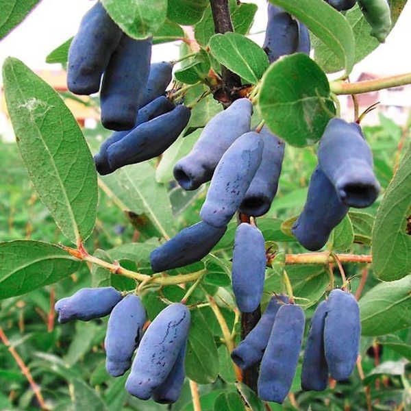 жимолость посадка осенью