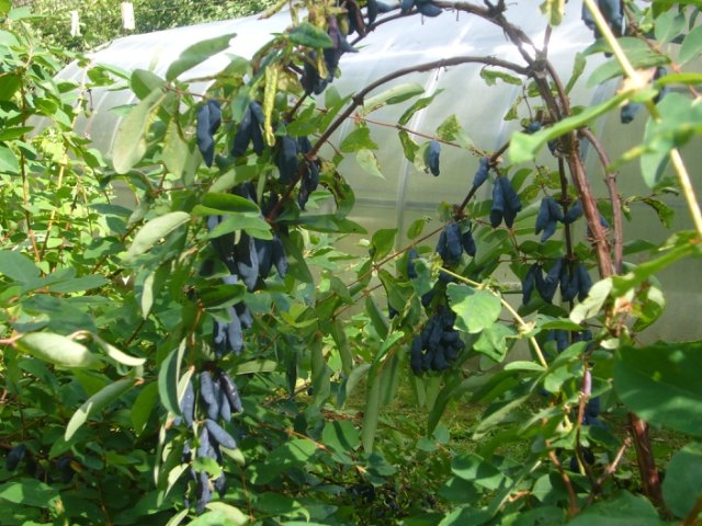 выращивание жимолости съедобной