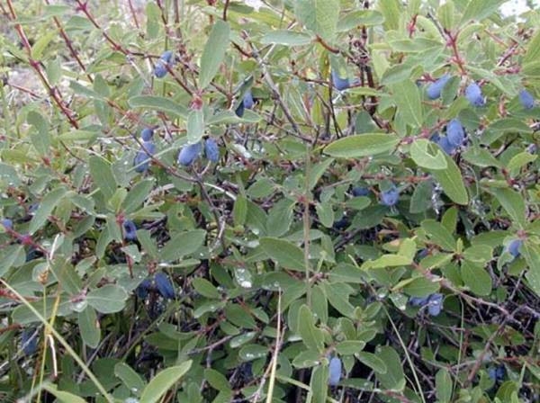 выращивание жимолости съедобной