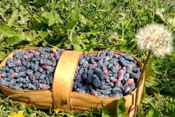 выращивание жимолости съедобной