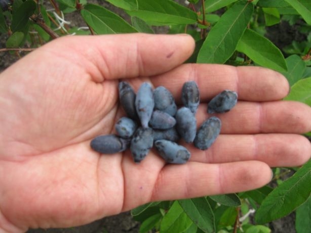 жимолость съедобная посадка и уход размножение