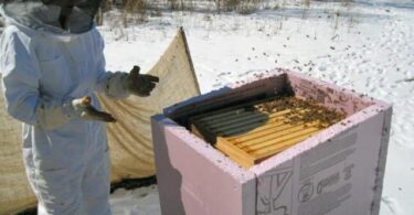 Зимовка пчел на улице без утепления