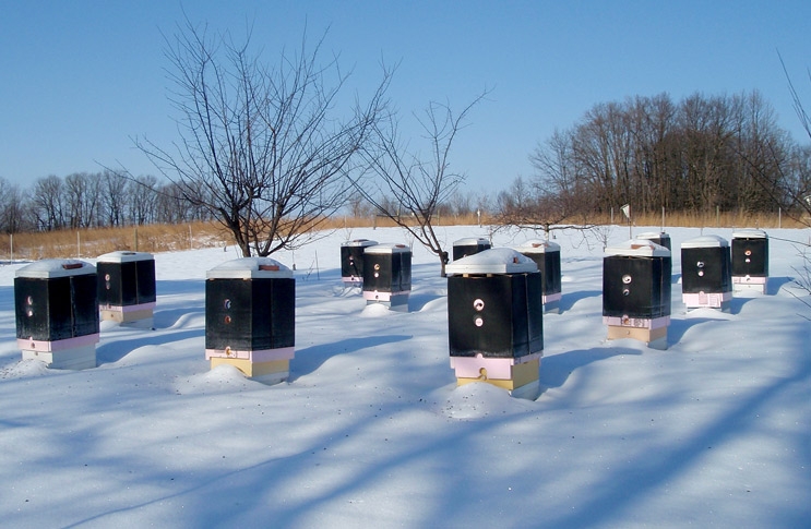 подготовка пчел к зиме в лежаках