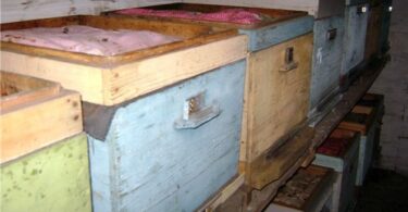 Зимовка пчел в помещении